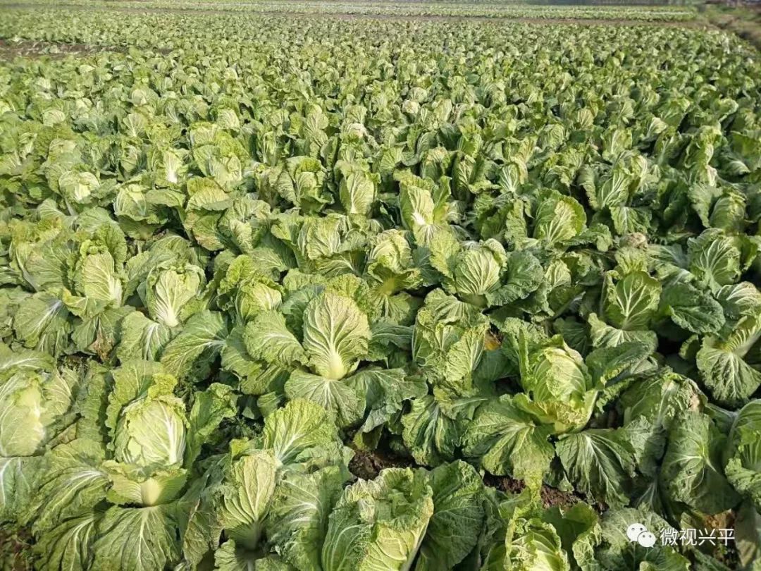 【新兴平】实拍:兴平马嵬白菜丰收了,一片繁忙景象.