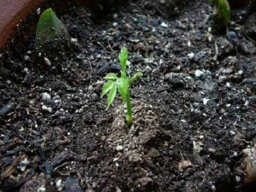 播种前先把紫藤种子用清水浸泡10天左右,这样有利于它发芽.