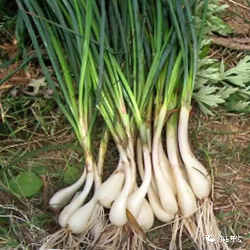 开远甜藠头记忆最深处的味道