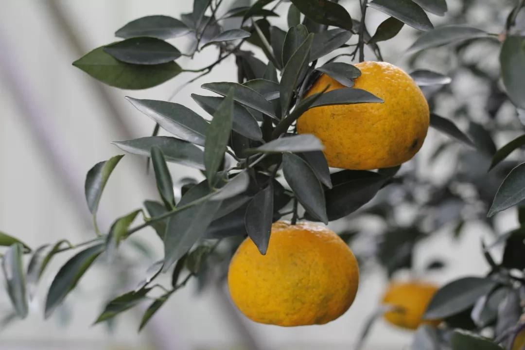 来带你认识新会陈皮的大红人