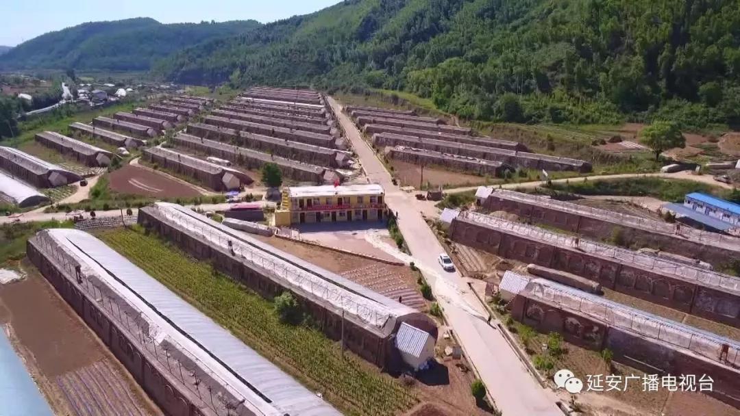 延安:巩固脱贫成果 向全面小康挺进_延川县