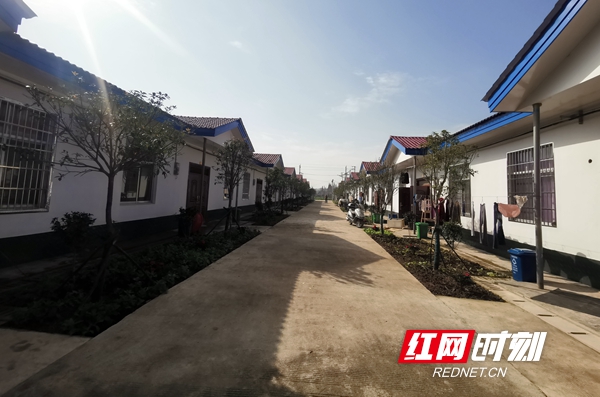 安乡安兴村小蔬菜撑起扶贫产业链稳就业拔掉穷根子