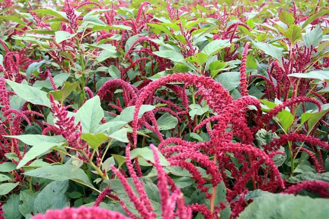 农村人创业的故事,永城土特产,他的名字叫六分_樱子