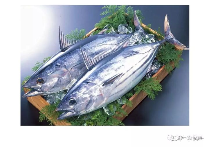 日本殿堂级天然口服美容圣物鲣鱼弹性蛋白肽