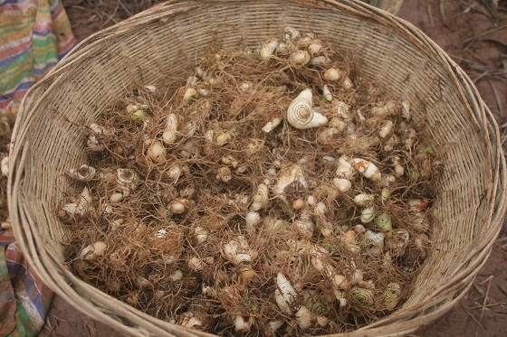 南江县兴马镇李守邦发展白芨种植辟出致富新路