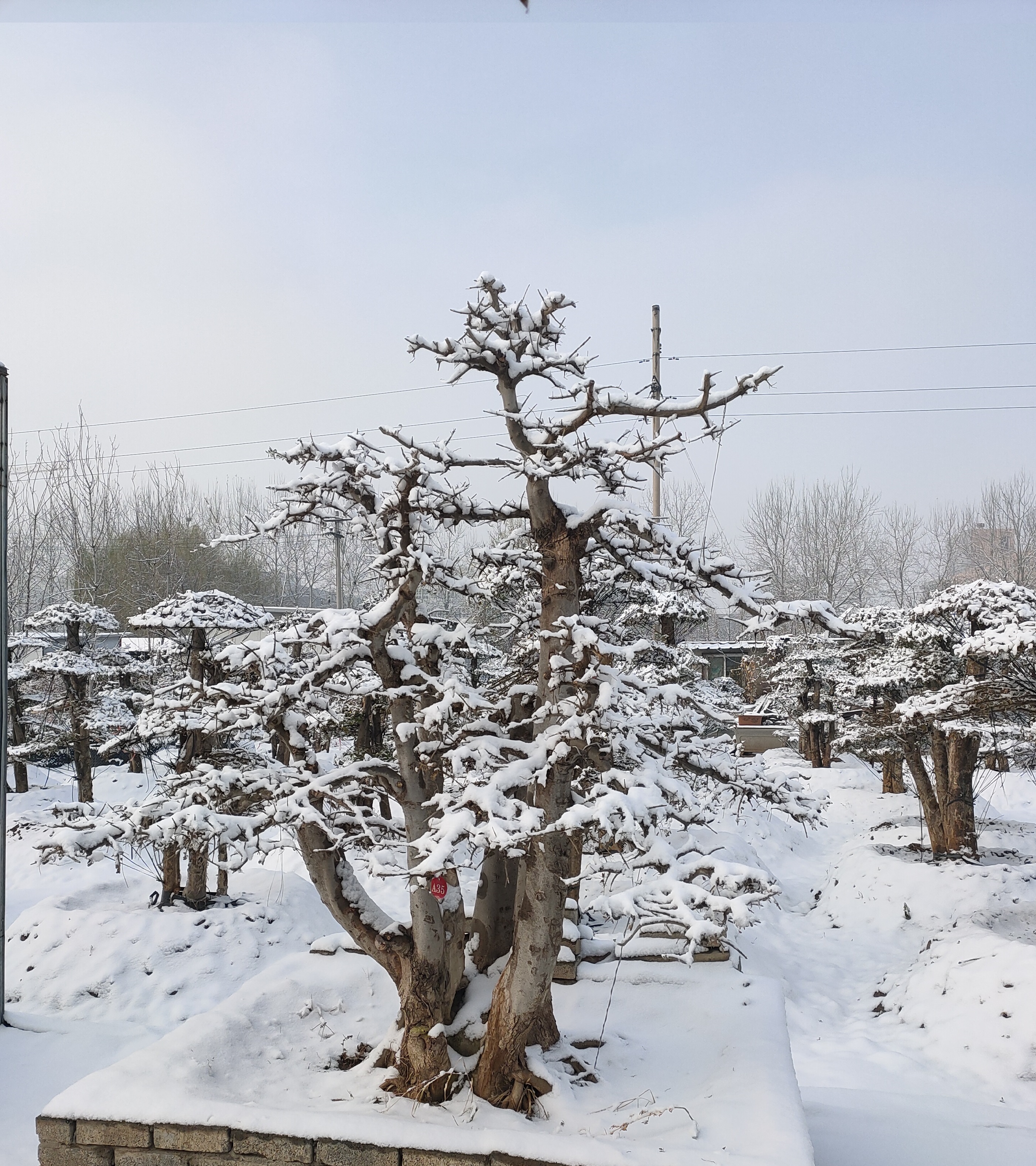 大雪不一样的对节白蜡