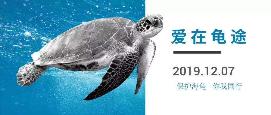 回顾】小记者加入海龟救助志愿行列,共同守护自然界的五彩斑斓_保护