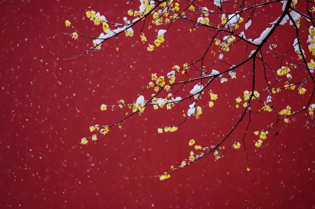 来讲我们去雪后的『南京』如果你愿意一场雪,让故宫变回了紫禁城一