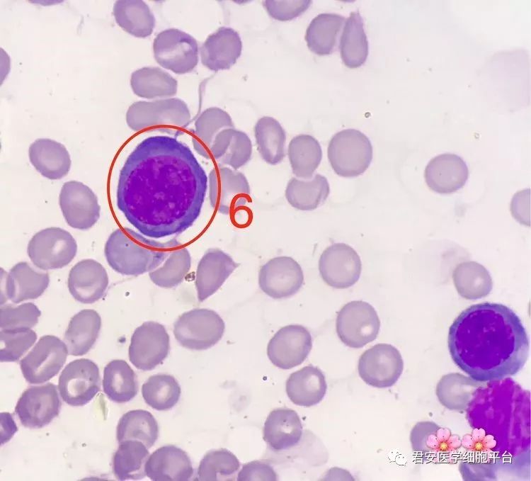 看图识细胞(第61期)_核仁
