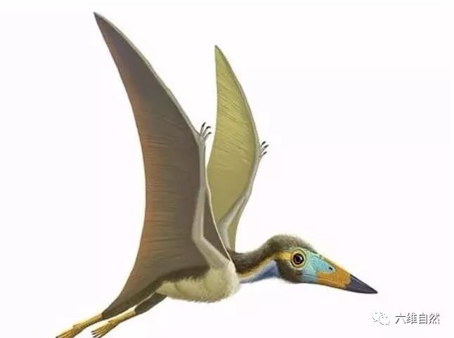 最小翼龙化石之一,似麻雀,翼展25厘米,森林翼龙以蚊子等为食