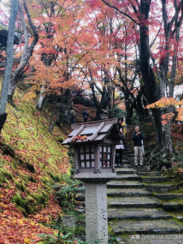 京都长寂光寺赏红叶看多宝塔如果能登上坡就能看多姿多彩的红叶