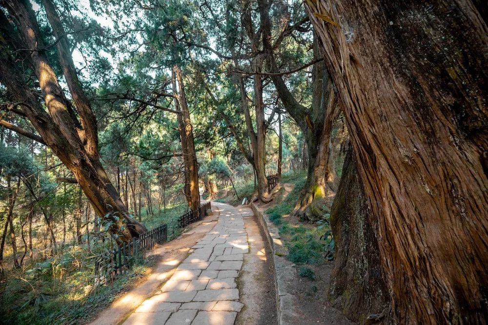 三百里程十万树苍烟翠云诗意中