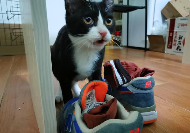 奶牛猫无意中闻了铲屎官臭鞋,张开嘴看向主人,猫咪:味道上头