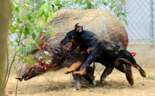 仅20斤的体重却有170磅的超强咬合力德国小钢炮我爱了