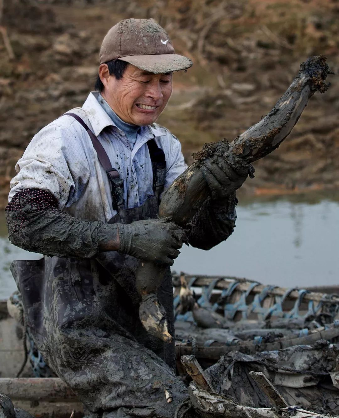 藕遇嘉鱼 || 又见水乡挖藕人_莲藕