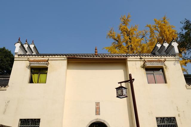 湖南:韶山旅游区银田寺这棵古银杏又一次绽放金黄绚烂