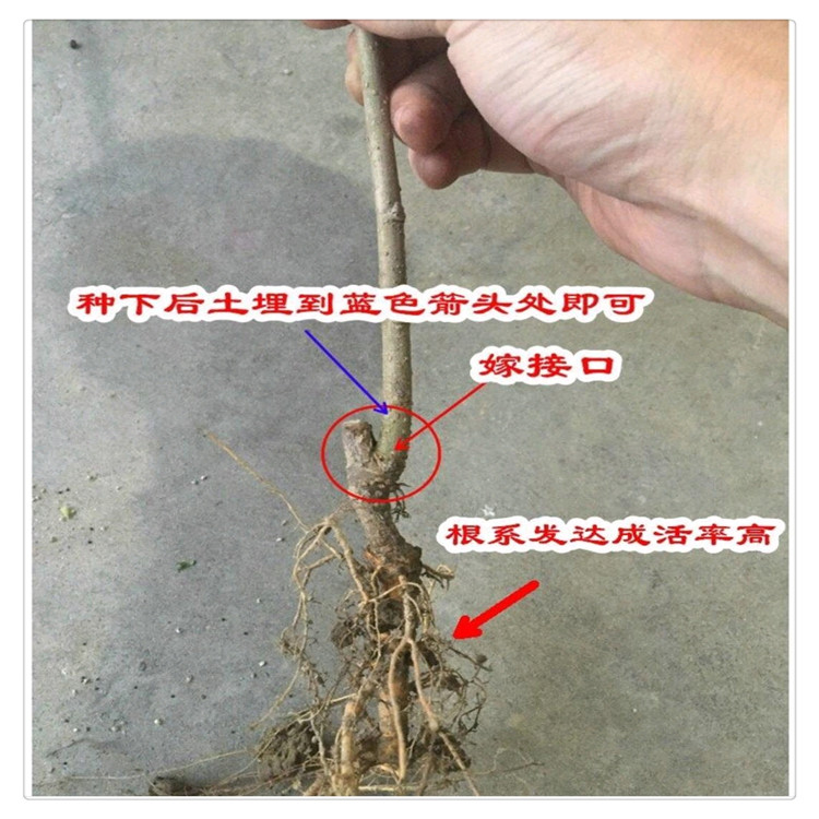 台湾长果桑当年结果无籽大十果桑树苗台湾长果桑树苗