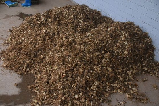 南江县兴马镇李守邦发展白芨种植辟出致富新路