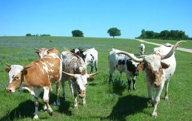 美国人养牛利润大看看他们的养牛模式就知道了