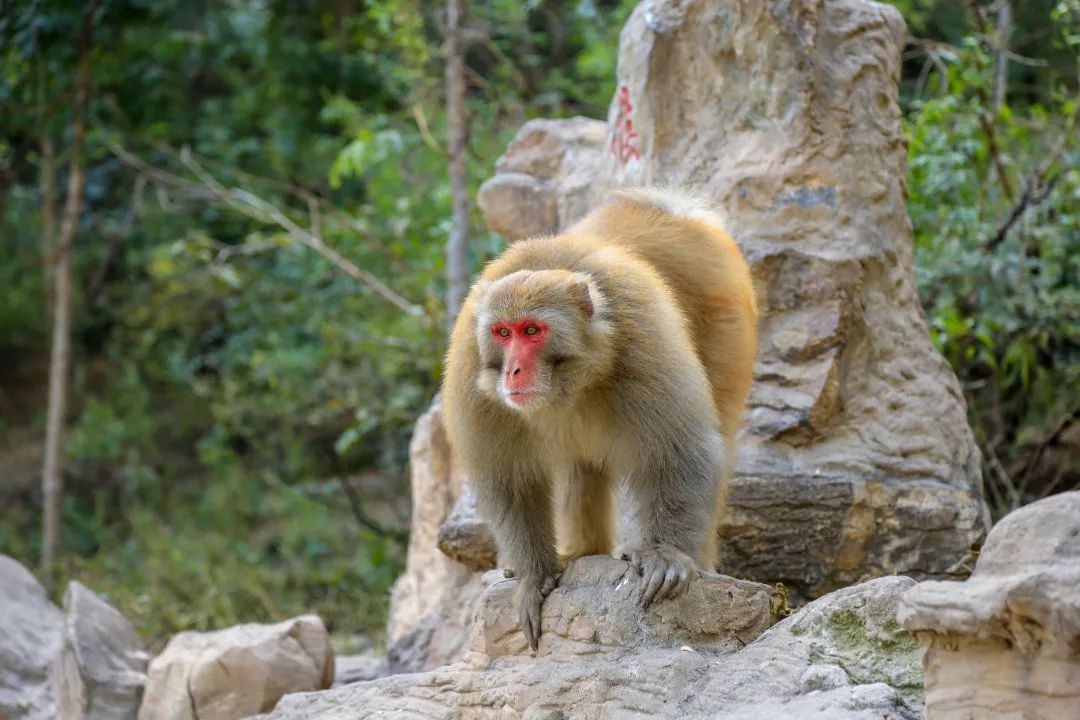 猴王争霸(三)| 老将已难敌,同伙又倒戈!纷扬尘埃即将落定.