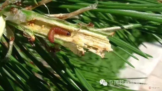 爱木盆景i黑松家庭养护小记