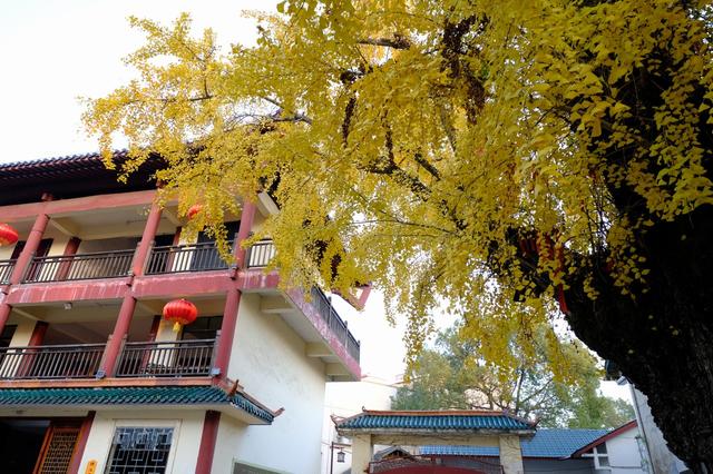 湖南:韶山旅游区银田寺这棵古银杏又一次绽放金黄绚烂