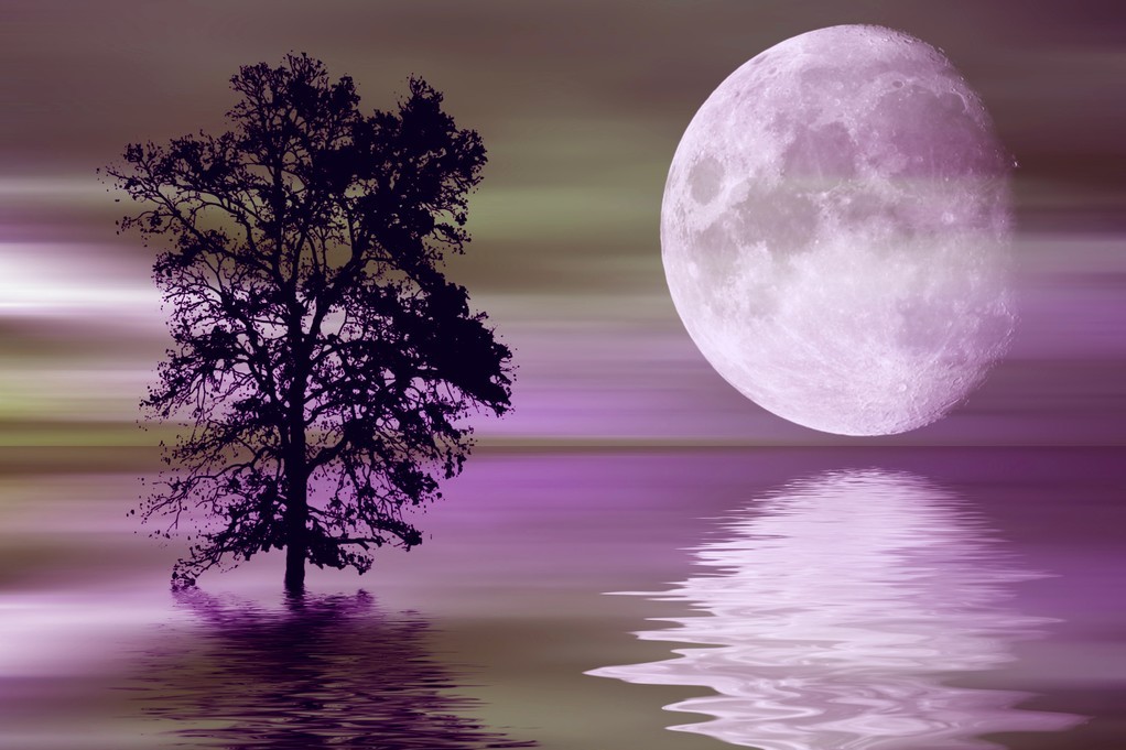 超级月亮的全景图像 满月与树柏 它是满月