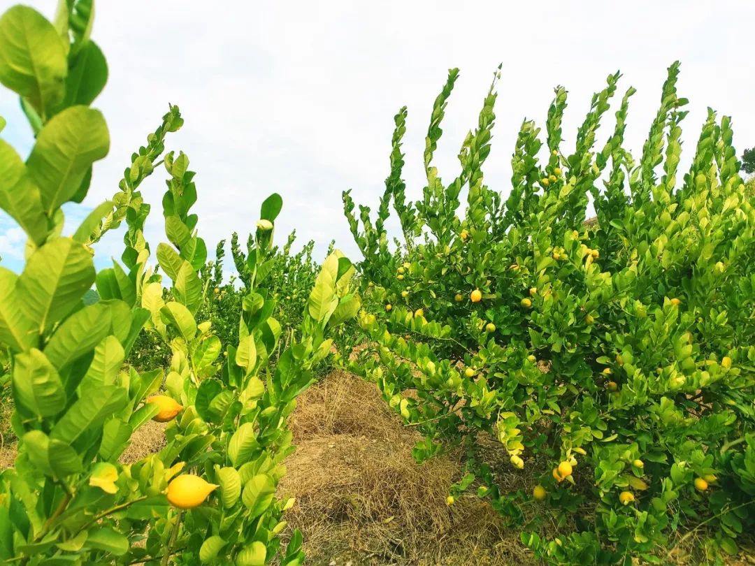 满园清香石潭这条村种了6000多棵柠檬树四季都有果子摘