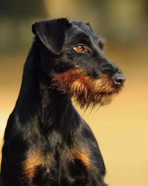 仅20斤的体重却有170磅的超强咬合力德国小钢炮我爱了