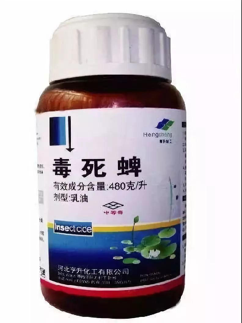 为了让红薯没有地下害虫,表皮光滑,农民就是使用毒死蜱一类的农药.02.