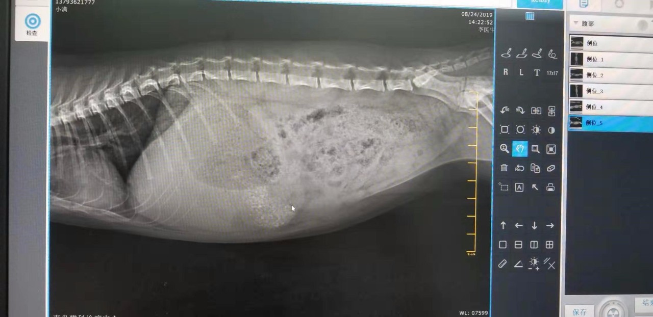 猫传腹拍片图片