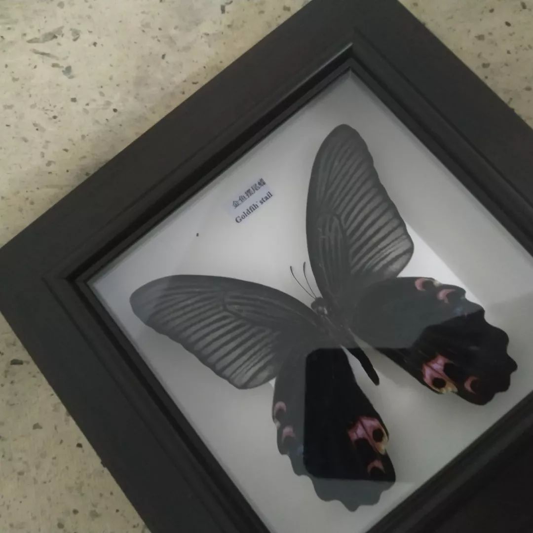 昆虫标本在昼犹昏nnskateboard简称nns,nns滑板俱乐部起源于2000年.