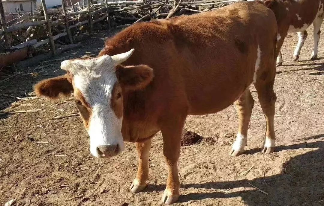 红花牛和黄花牛的区别到底在哪