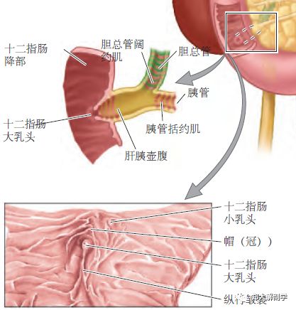 胰腺钩突解剖图示意图图片