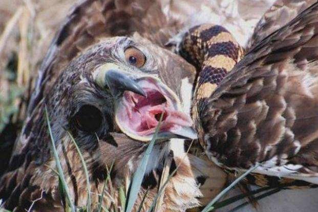 过程中会不会被蛇咬中毒而亡?