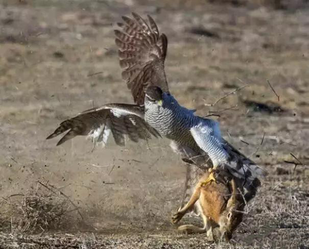 老鹰猎食野兔竟然中了一招兔子蹬鹰