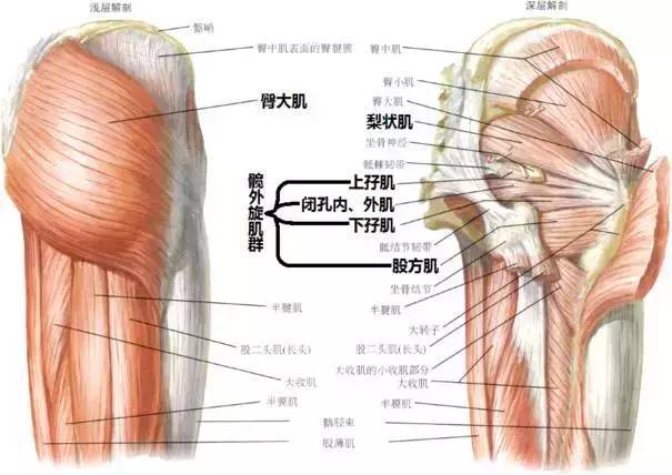 大腿肌内侧群解剖图图片