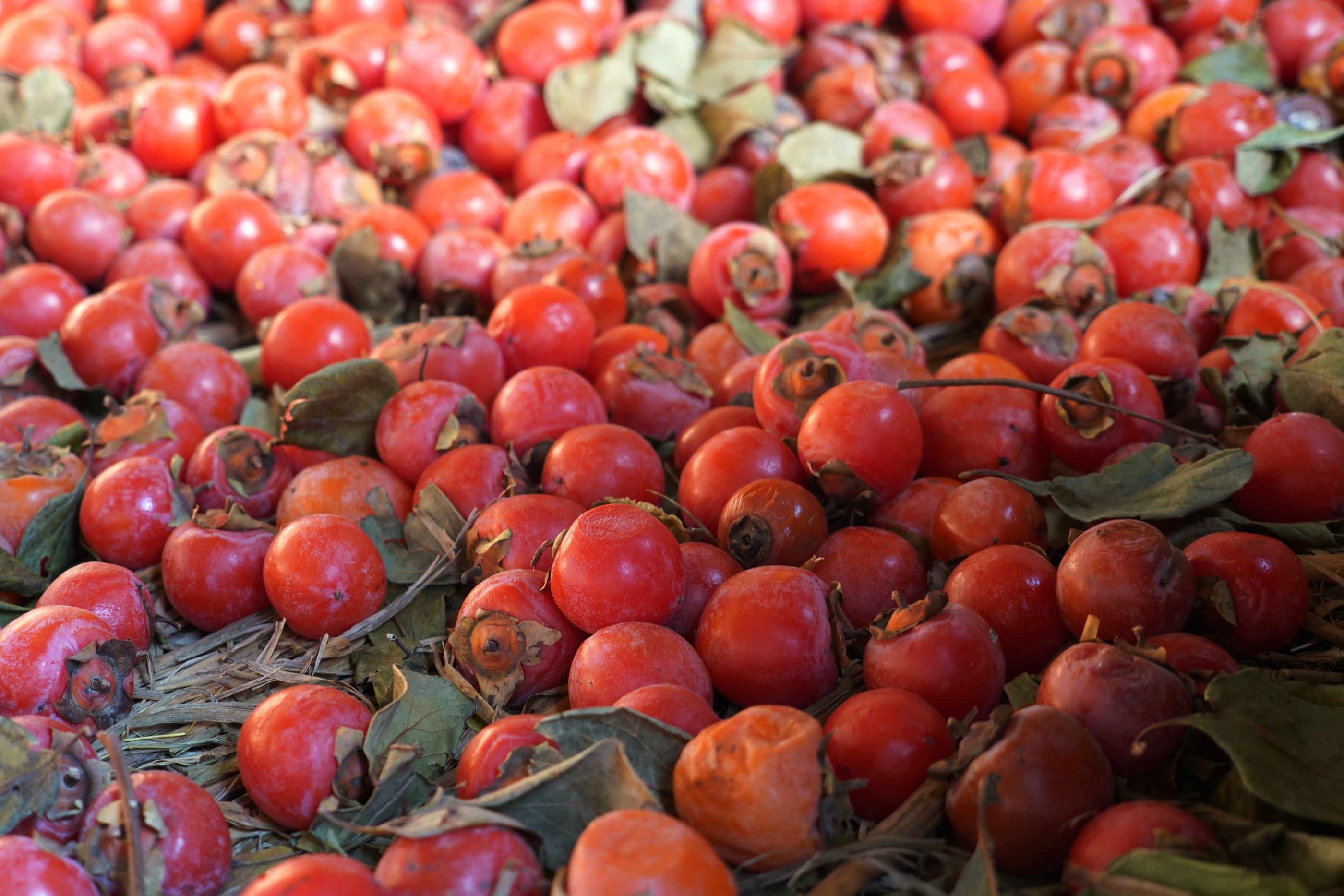 老人说"小火柿"一般在霜降后采摘最好,这个时候它已经上足了糖分,完全