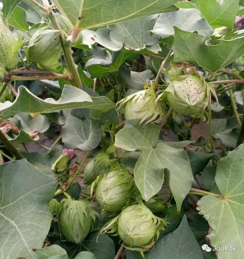 棉花花铃期如何科学的进行水肥管理才能使得棉花多结少落促早熟防早衰