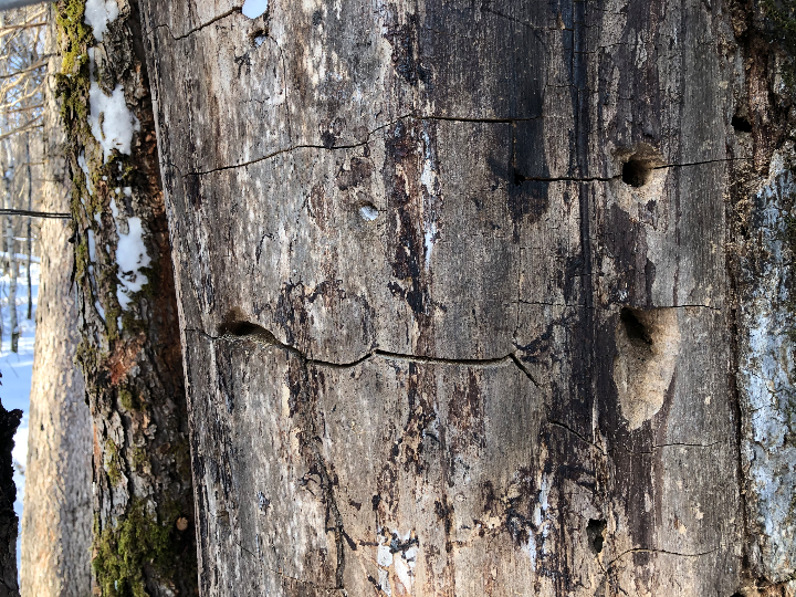 一场林海雪原穿越,一次红色精神洗礼——长白山老黑河遗址开放活动