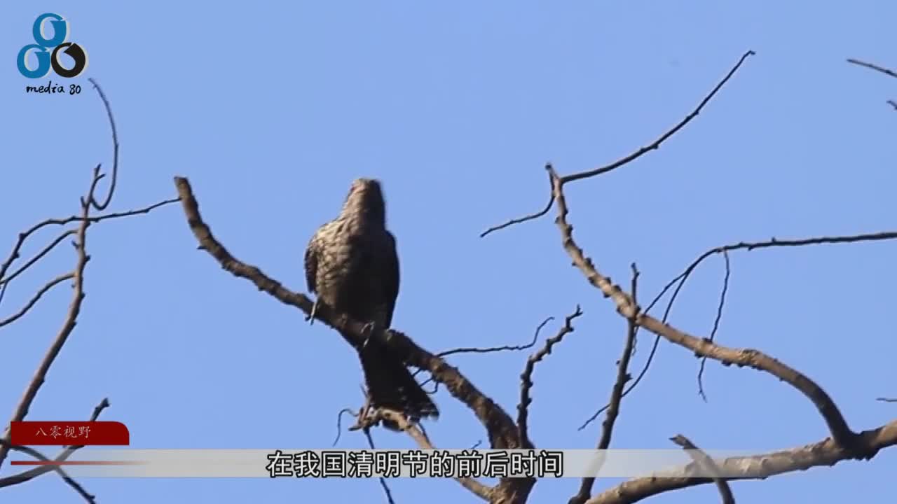 声音非常诡异的鸟绰号也叫冤魂鸟拥有血红色的眼睛