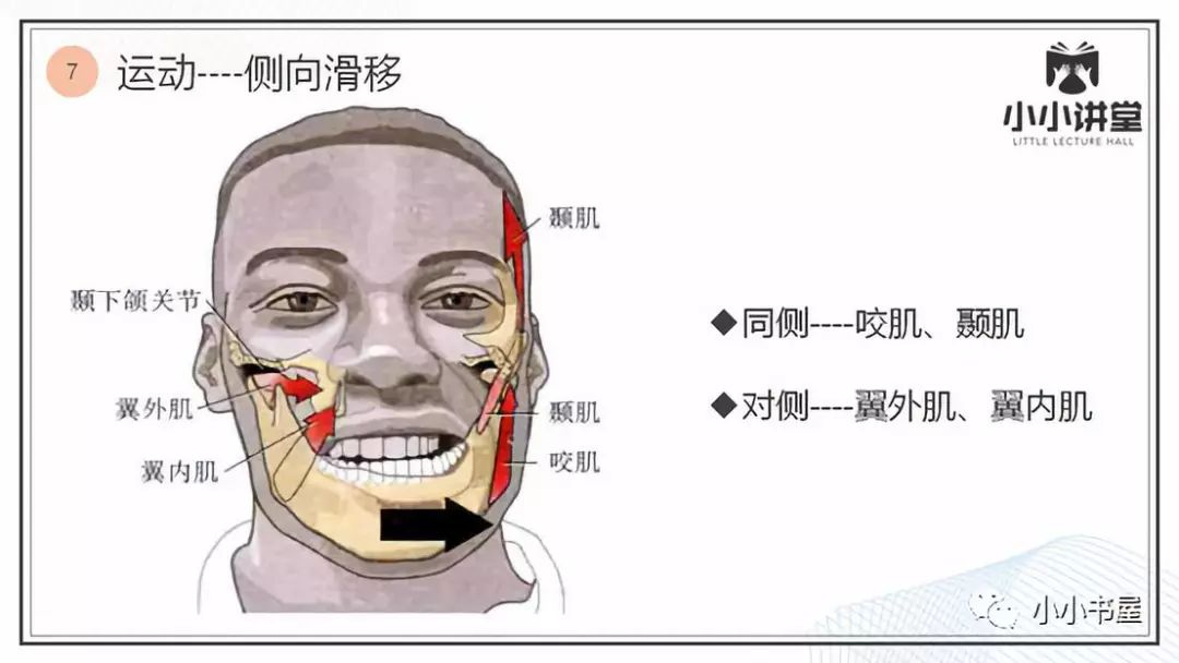 翼外肌图片