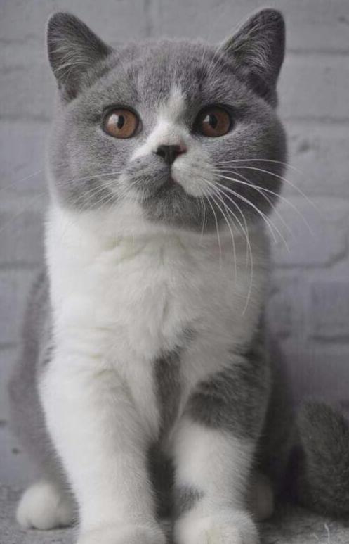 灰白猫是什么品种图片图片