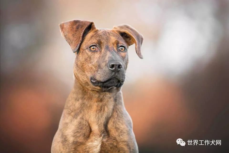 萊州紅串荷蘭牧羊犬萊州紅串美國鬥牛犬萊州紅串合影對於老外串狗