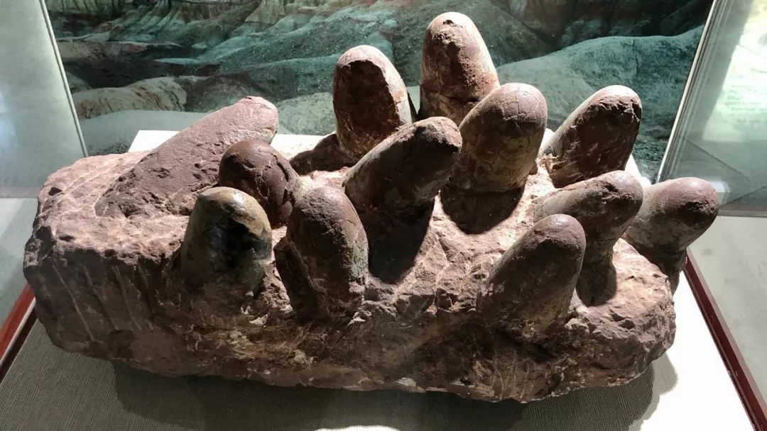 窃蛋龙蛋窝有几层来河源恐龙博物馆就知道了