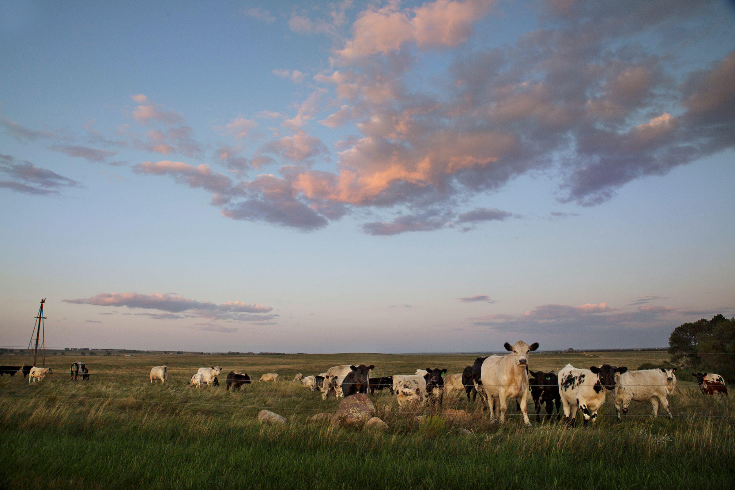 游牧区,天然草地占有率极高,占我国草地总面积的9%,畜牧业是这里的