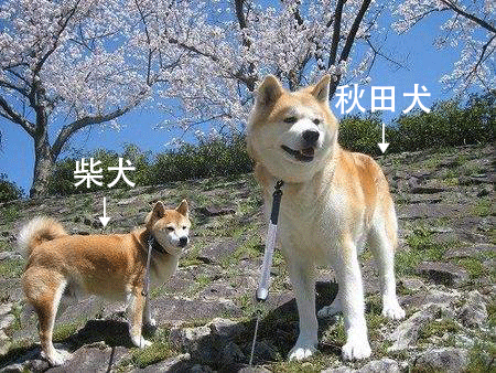 秋田犬vs柴犬如何区分?这是你不知道的秘密