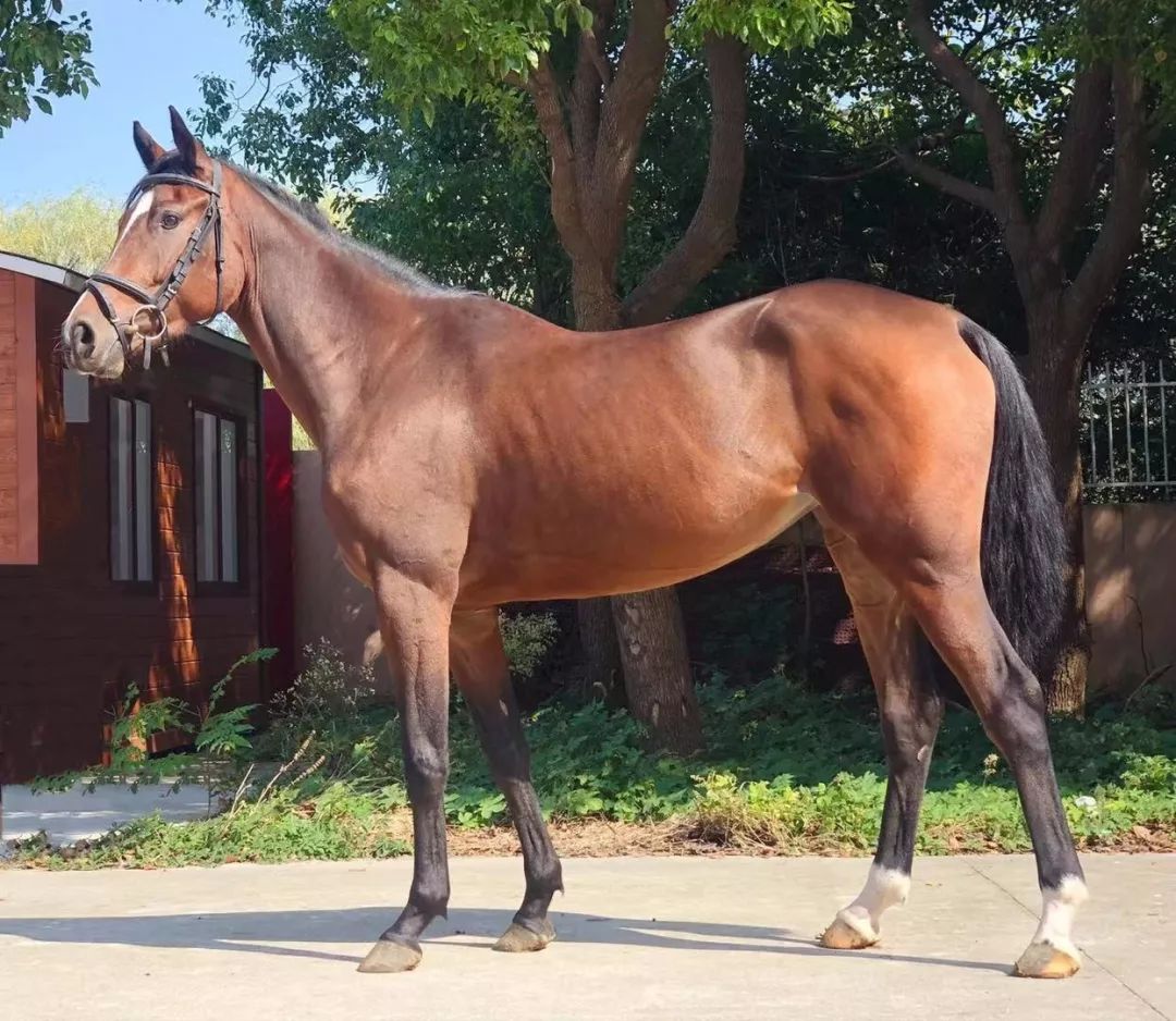 在售| 精品温血马 — rose