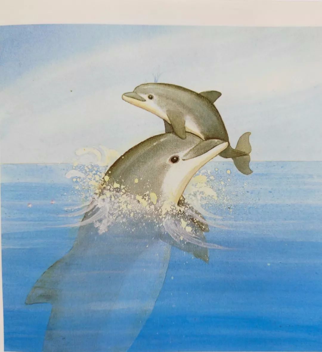 海豚简笔画 海豚简笔画简单 - 水彩迷