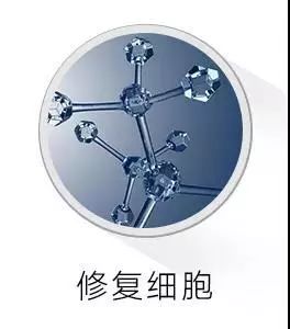 在我们之前的课程提到了芙丽婷果蔬酵素液的六大功效,其中之一是:修复